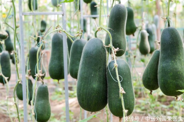 京海配资 冬瓜，能去除3种炎症，比吃药还好十倍？这是真的吗？听医生分析